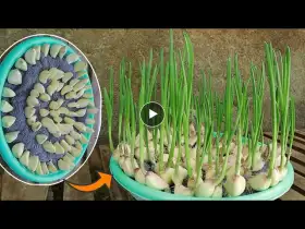 Tips for growing garlic with a towel and water at home [No soil]