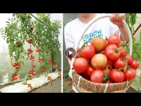 Method of growing tomatoes with aloe vera - Lots of fruit - Big fruit