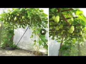 Amazing - Ideas Growing chayote at home with recycled tires