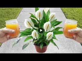 Just 1 CUP makes it explode with so many flowers (See the incredible result)