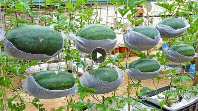 Growing watermelon hanging hammock for beginners, Fruit is big and sweet