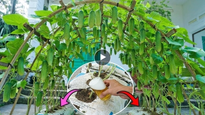 grow cucumbers from seeds at home, growing cucumber domes for beginners