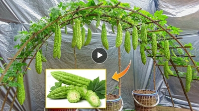 Creative ideas for growing bitter melon at home, how to pollinate for high yield