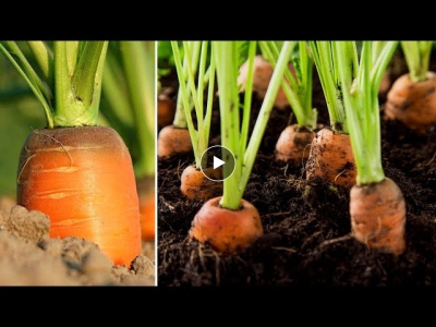 Brilliant Idea | How to Grow Carrots at Home to Produce Many Bulbs