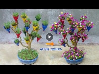 DIY beautiful Portulaca (MossRose) flower garden on dry branches | Ideas Creative