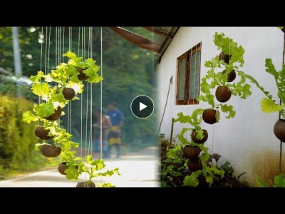 Amazing vertical garden ideas for home | Small garden from coconut shell |