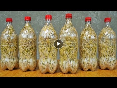 Gardening for beginners, Growing bean sprouts in plastic bottles, Delicious and cheap food