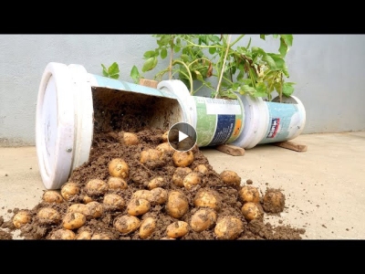 Unexpectedly, Growing potatoes at home is so easy, so many tubers