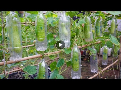 Unique way to grow gourds in plastic bottles | Grow gourds for family meals