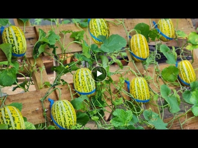Tips for growing melons in bags and pallets for extremely large and sweet fruit