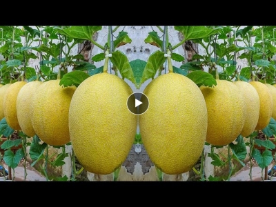 Amazing Idea & High Yield | How To Grow Muskmelon Hanging from Seeds at Home Easy for Beginners