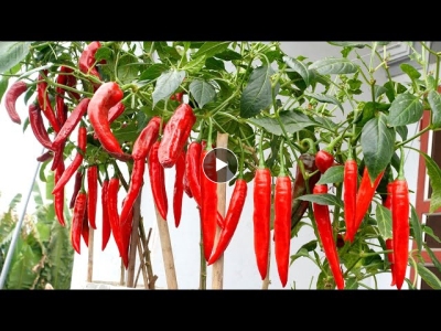 Growing chili on the balcony has many fruits, high yield and very easy