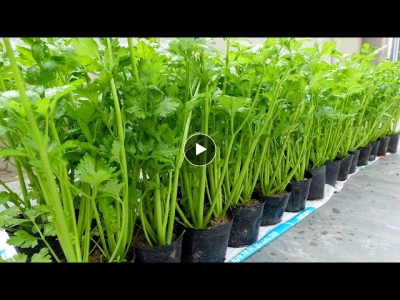 No need for a garden, Growing Celery at home was surprisingly easy