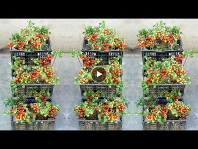 Tips for growing Tomatoes at home with many fruits and fast harvest