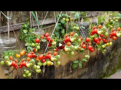 No need for a garden, growing tomatoes in this way is both fruitful and easy