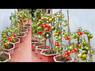 Growing tomatoes out of season at home, still a lot of fruit and easy