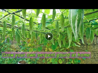 I can't believe, it's so easy to grow snake gourd in plastic containers and give so many fruits