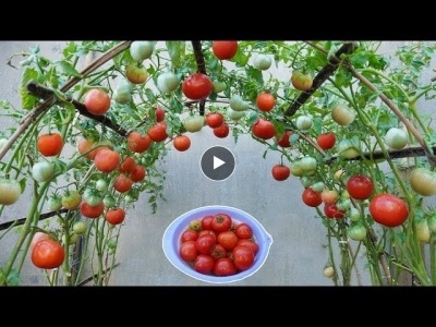 Tomatoes grow fast and have many fruits if you grow this method | Growing tomatoes from seeds
