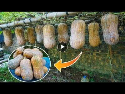 Growing squash with kitchen waste is easy, the fruit is too big and abundant