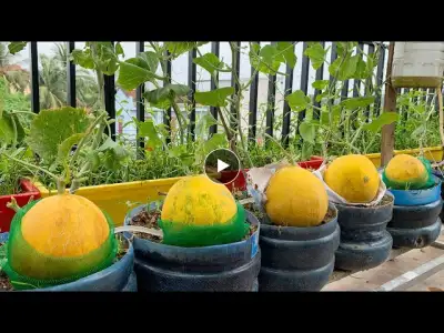 Growing cantaloupe for large, super sweet, high yield fruits right at home