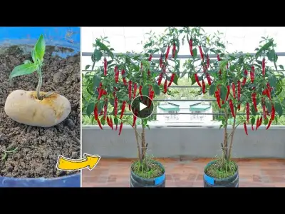 Propagating Chili is simple with just Potato, takes root quickly, gives many fruits