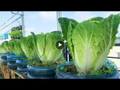 Tips for growing chinese cabbage at home are as fast as blowing, simple for beginners