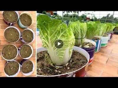 Growing Cabbage, How to Grow Cabbage, Planting Cabbage