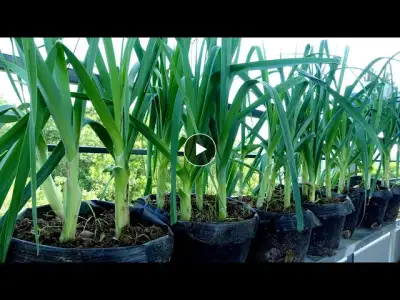 Gardening is not difficult, grow leeks at home for high yield, anyone can succeed