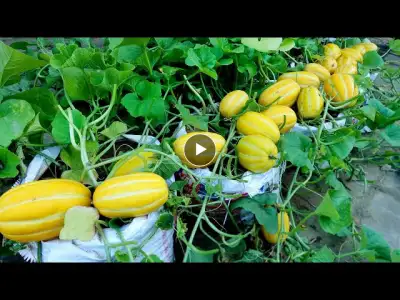 Tips and techniques to grow melons on the terrace with many fruits and very easy