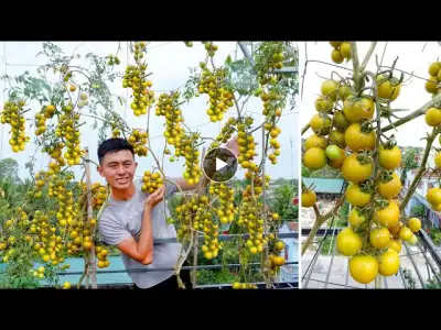 Successfully planting a thousand fruit tomato rig of the ''Terrace Farmer''