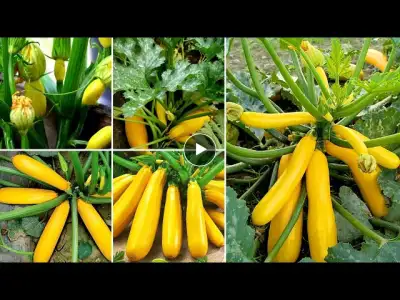 How to grow zucchini at home, grow zucchini on the terrace with many fruits