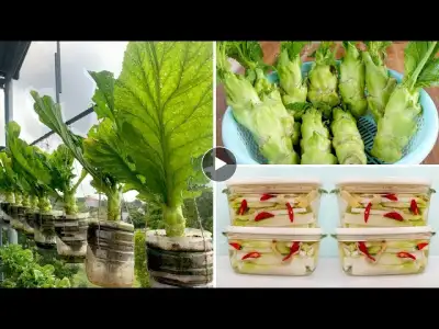 Growing super delicious vegetables at home, harvest and make delicious pickles