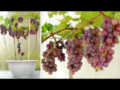 Tips For Growing Grapes At Home Are Fruitful And Easy For Everyone
