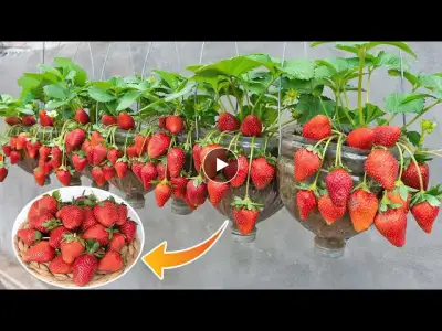 Method of growing strawberry hanging in plastic bottles | Grow strawberries without a garden is easy