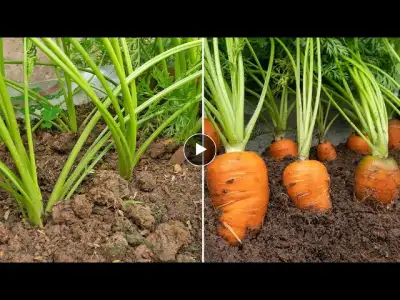 100 times stronger than other fertilizers, miracle fertilizer helps carrots grow fast
