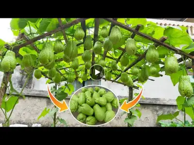Grow super chayote fruit in plastic bottles so easy on the terrace | Surprisingly many fruits