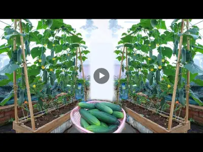New idea | grow cucumbers at home for many fruits