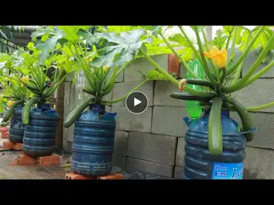 How to grow zucchini in a container