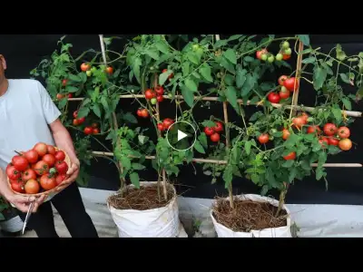 The easiest way | grow tomatoes in bags for many fruits