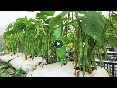 it's easy with how to grow low cove beans on the terrace