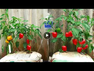 The easiest and fastest way to grow bell peppers at home