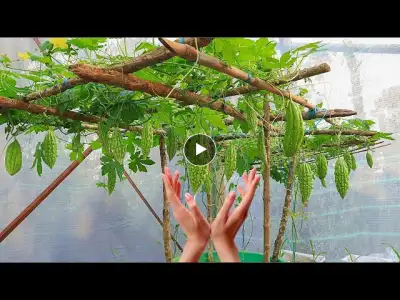How to grow bitter melon easily for many fruits