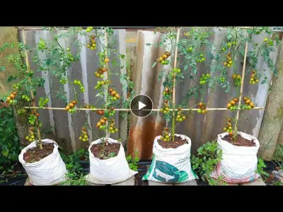 reuse old bags to grow delicious chocolate tomatoes