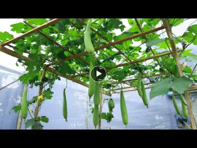 A simple way to grow loofah that produces a lot of fruit