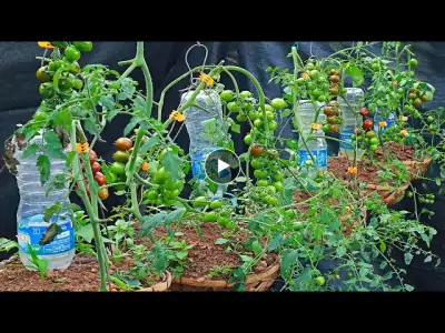 grow hanging chocolate tomatoes
