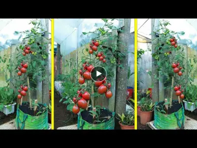 grow chocolate tomatoes in grocery bags