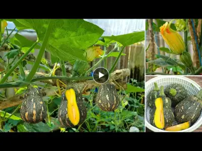 grow very good pumpkins from kitchen waste and recycled plastic bins