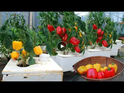 Turn the Styrofoam box into a garden to grow bell peppers on the balcony