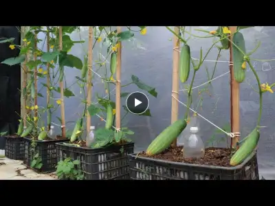 Growing cucumbers with ripe bananas - Lots of flowers - Big fruits