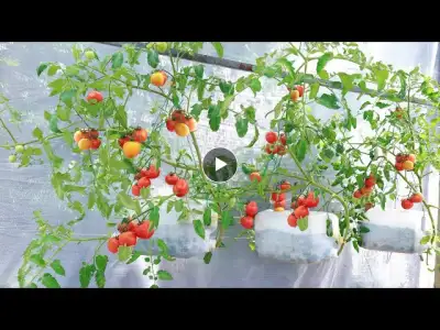 Red, Many Fruits, No Garden - Grow Hanging Tomatoes Effectively